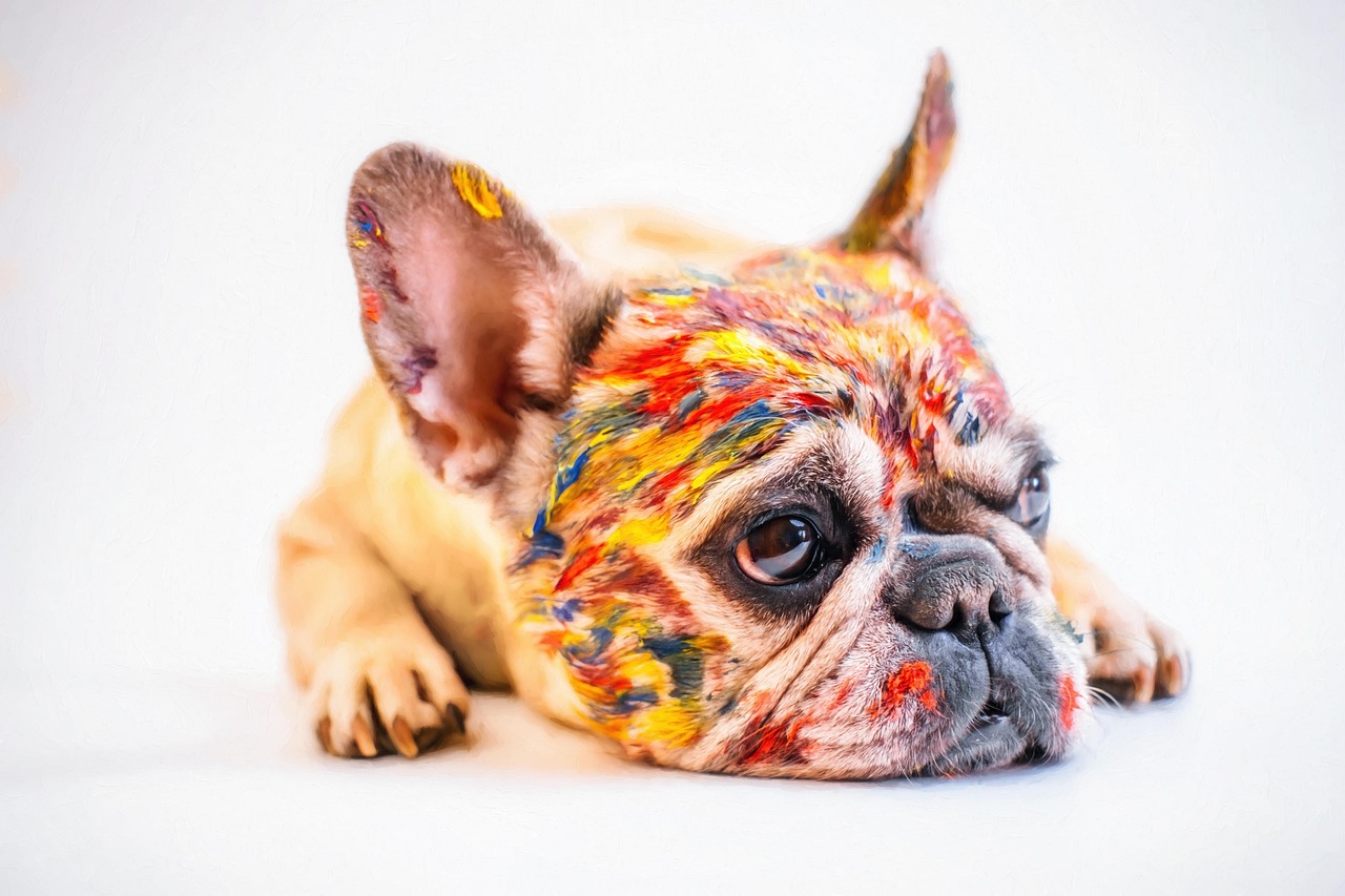 dog, animal, cute, pet, cheerful, small, french bulldog, paints, paint, bright, friend