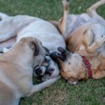 Three dogs playfully wrestling on grass. Perfect for pet and animal themes.