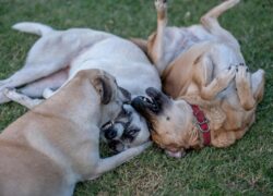 Three dogs playfully wrestling on grass. Perfect for pet and animal themes.