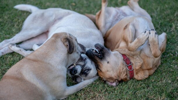 Three dogs playfully wrestling on grass. Perfect for pet and animal themes.