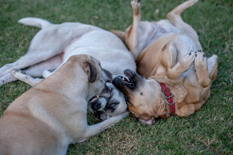 Why Do Dogs Hump? Understanding Mounting Behavior and How to Address It