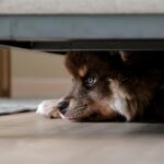 A fluffy dog quietly hides under a sofa, capturing a moment of peace and curiosity.
