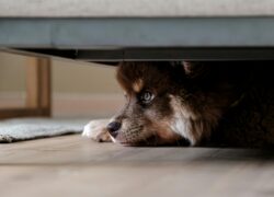 A fluffy dog quietly hides under a sofa, capturing a moment of peace and curiosity.