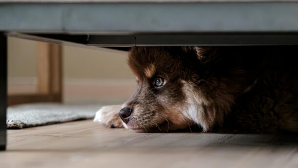A fluffy dog quietly hides under a sofa, capturing a moment of peace and curiosity.
