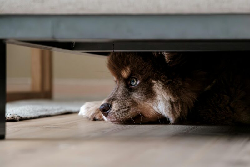A fluffy dog quietly hides under a sofa, capturing a moment of peace and curiosity.