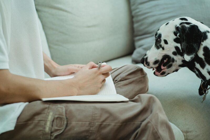 Person writing on a sofa with a curious Dalmatian nearby, indoors in a cozy setting.