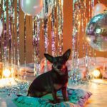 Adorable dog poses in a disco-themed studio with balloons and lights, ready for a fun party.
