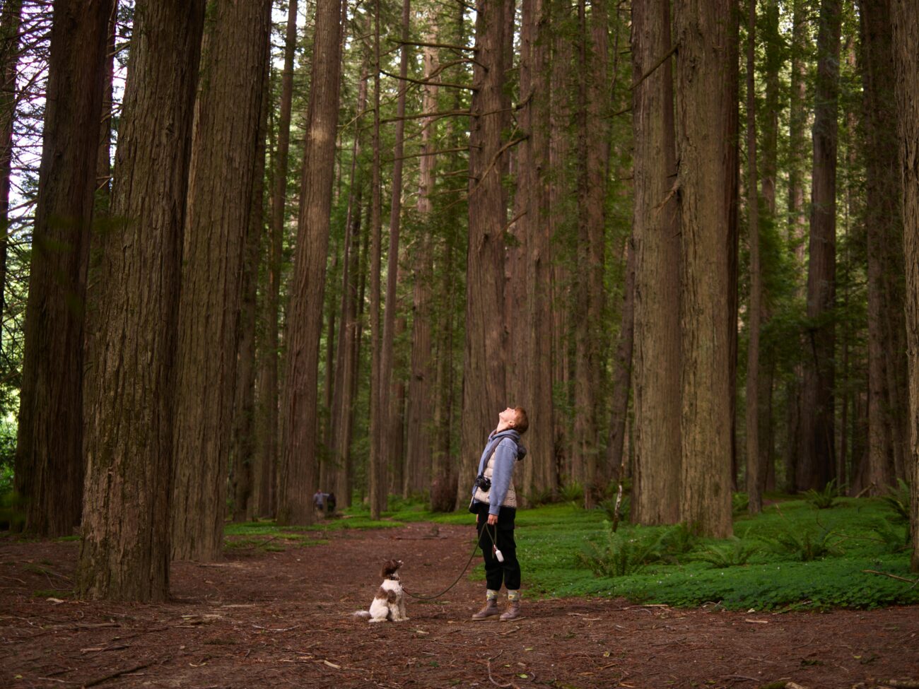 A woman stands in a serene forest with her dog, surrounded by towering trees.