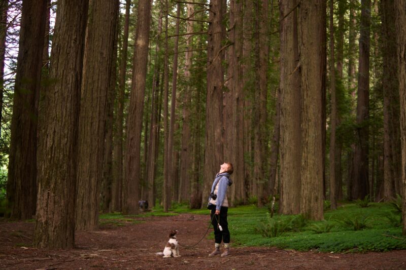 Dog-Friendly Redwood Coast Road Trip