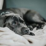 A sad-looking dog lying on a soft beige blanket. Close-up view with a neutral tone.