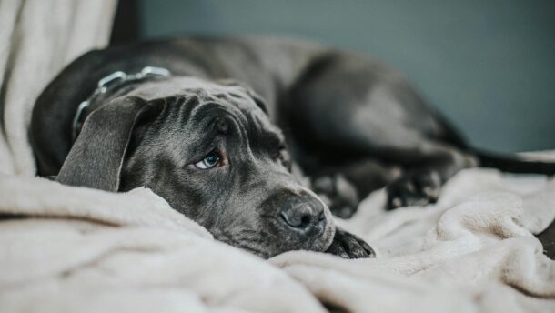 A sad-looking dog lying on a soft beige blanket. Close-up view with a neutral tone.