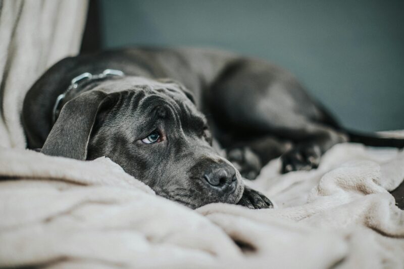 A sad-looking dog lying on a soft beige blanket. Close-up view with a neutral tone.