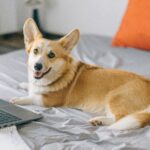 Cute corgi lying on bed next to a laptop, creating a cozy home office vibe.