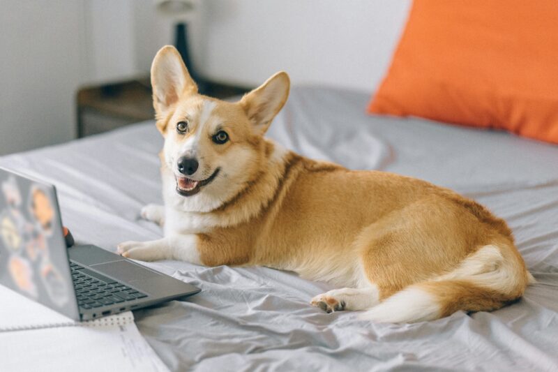Working From Home with Your Dog: Setting Boundaries and Staying Productive