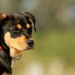 Close-up of a young Rottweiler mix puppy with a red collar, outdoors.