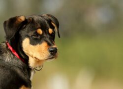 Close-up of a young Rottweiler mix puppy with a red collar, outdoors.