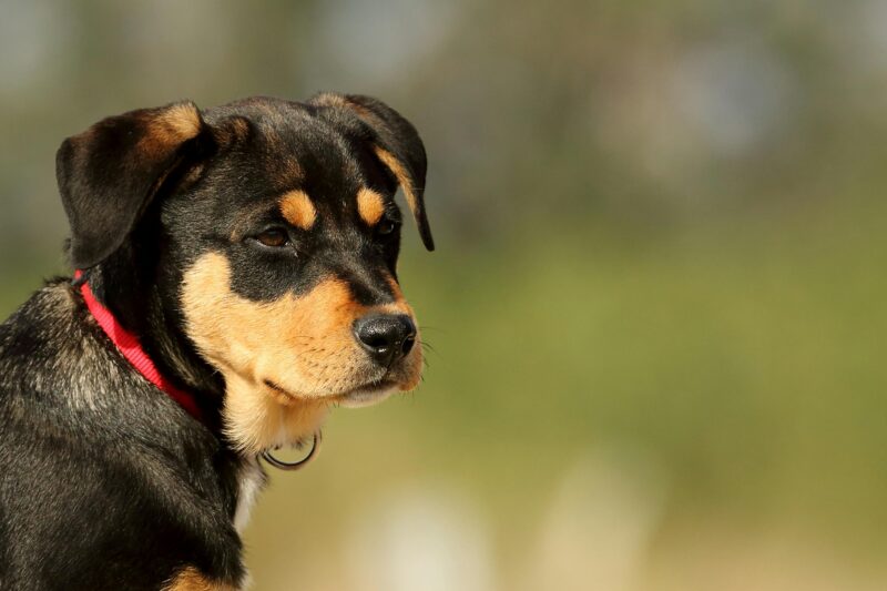 Why Do Dogs Hiccup? Causes, Prevention, and When to Worry