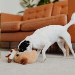 A small dog plays with a plush toy on a carpeted floor in a cozy living room setting.