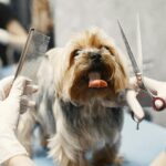Yorkshire Terrier getting groomed at a pet salon with scissors and comb.
